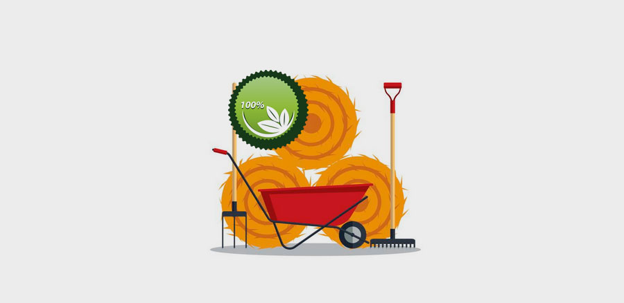 Lime Yeşil Limon